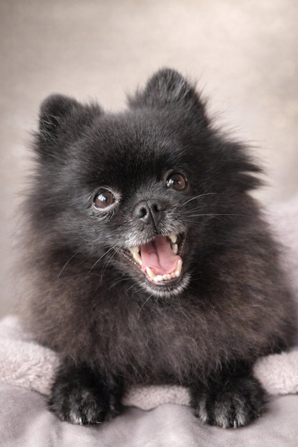Chaos Mode Pomeranian Collection Tiny Fluff Club